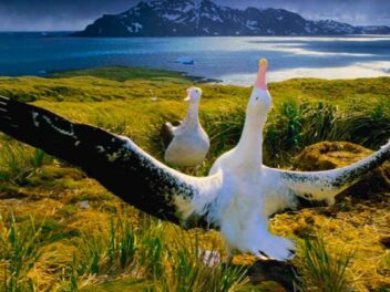 Le plus vieil oiseau du monde vient de réaliser un exploit qui laisse les scientifiques sans voix !