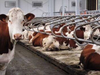 Ces algues marines révolutionnent l&rsquo;élevage bovin et sauvent la planète !