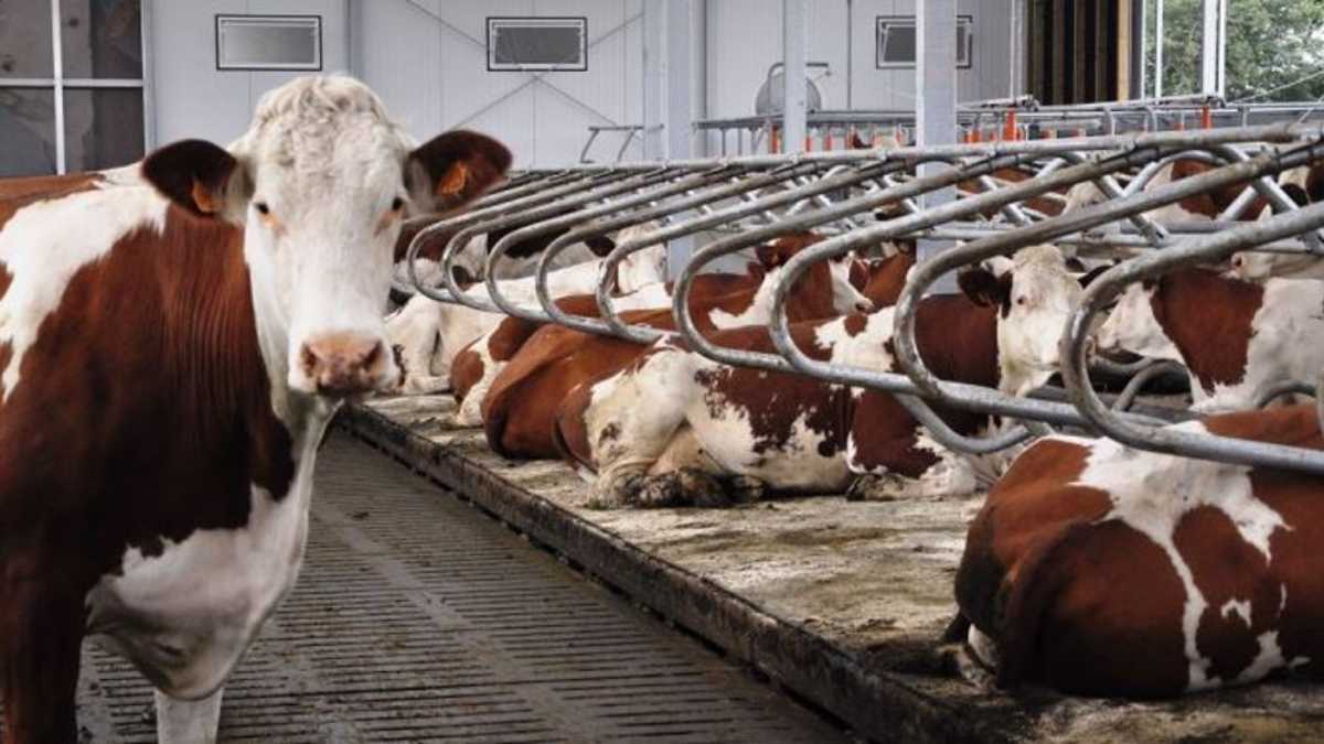 Ces algues marines révolutionnent l&rsquo;élevage bovin et sauvent la planète !