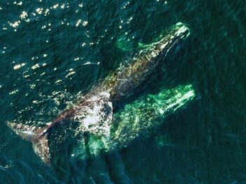 La survie des baleines menacée : découvrez comment le changement climatique pourrait faire disparaître ces géants des mers