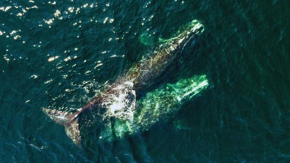 La survie des baleines menacée : découvrez comment le changement climatique pourrait faire disparaître ces géants des mers