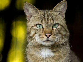 Votre chat est-il déjà un senior ? La vérité sur son âge va vous surprendre !