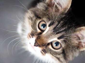 Une révolution médicale sauve enfin les chats de cette maladie mortelle !