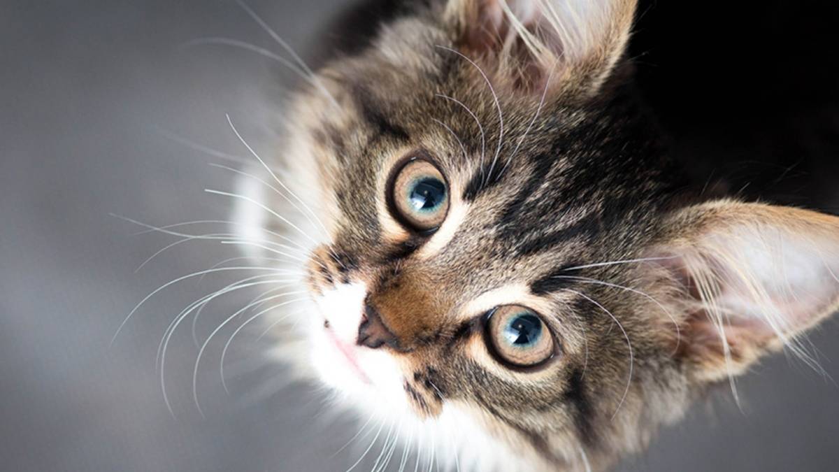 Une révolution médicale sauve enfin les chats de cette maladie mortelle !