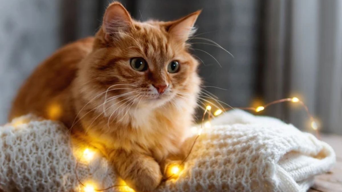 Votre chat frissonne ? Découvrez la température idéale pour le protéger du froid cet hiver