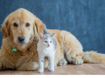 Ce dresseur révèle enfin la vérité sur la guerre entre chiens et chats !