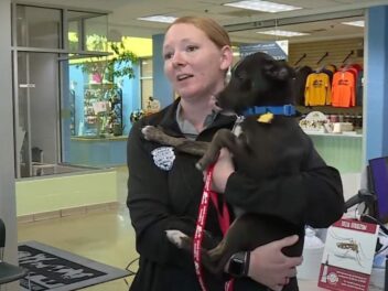 Ils découvrent une meute de chiens abandonnés le soir d&rsquo;Halloween : ce qui suit va vous bouleverser