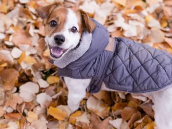 Protection hivernale : Votre chien risque gros si vous ne lui mettez pas de manteau