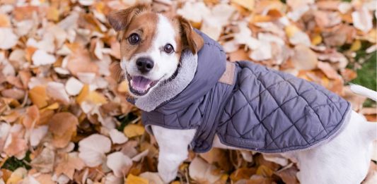 manteau chien hiver