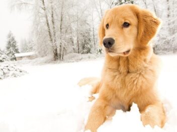 Alerte neige : votre chien risque gros si vous ne faites pas attention à ces détails !