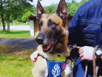 Grâce à son flair exceptionnel, ce chien gendarme retrouve un butin de 30.000 euros volés