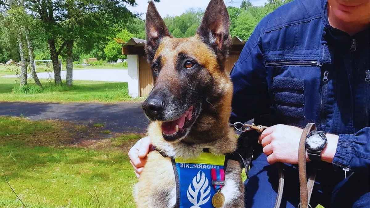 Grâce à son flair exceptionnel, ce chien gendarme retrouve un butin de 30.000 euros volés