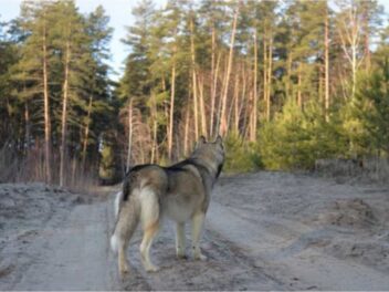 Son chien abattu par la police, l&rsquo;explication est incroyable !