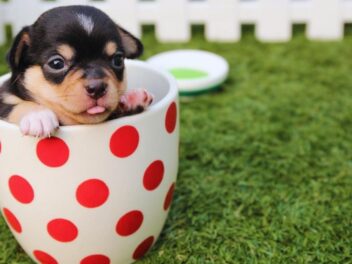 La mode des chiens miniatures explose, les vétérinaires tirent la sonnette d&rsquo;alarme !