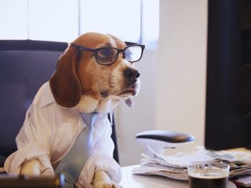 La Chine révolutionne le monde du travail : vos animaux de compagnie peuvent désormais avoir un emploi !