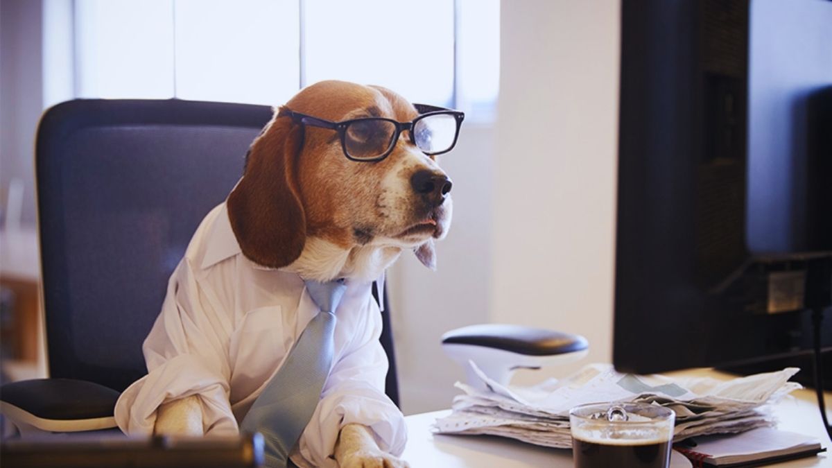 La Chine révolutionne le monde du travail : vos animaux de compagnie peuvent désormais avoir un emploi !