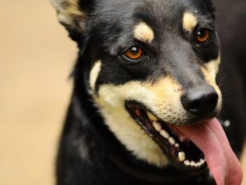 4 raisons pour lesquelles la langue de votre chien dépasse