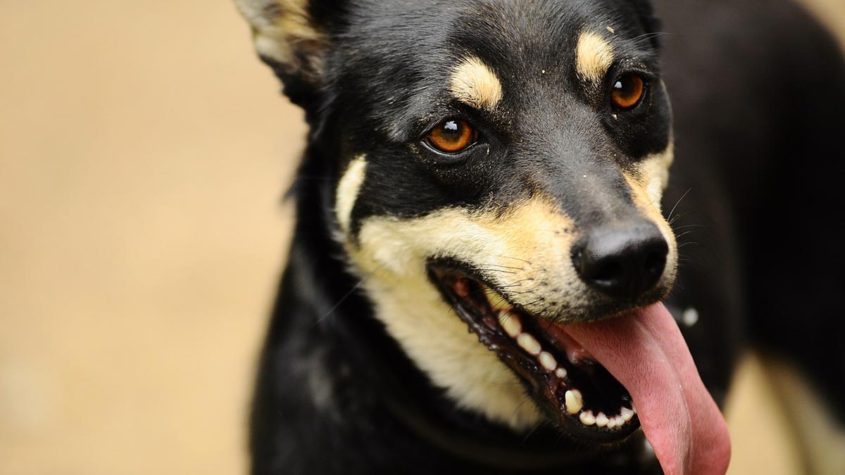 4 raisons pour lesquelles la langue de votre chien dépasse