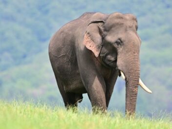 Alerte rouge au Laos : Les éléphants d&rsquo;Asie pourraient disparaître dans 20 ans