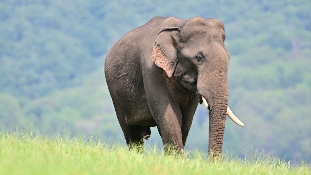 Alerte rouge au Laos : Les éléphants d&rsquo;Asie pourraient disparaître dans 20 ans