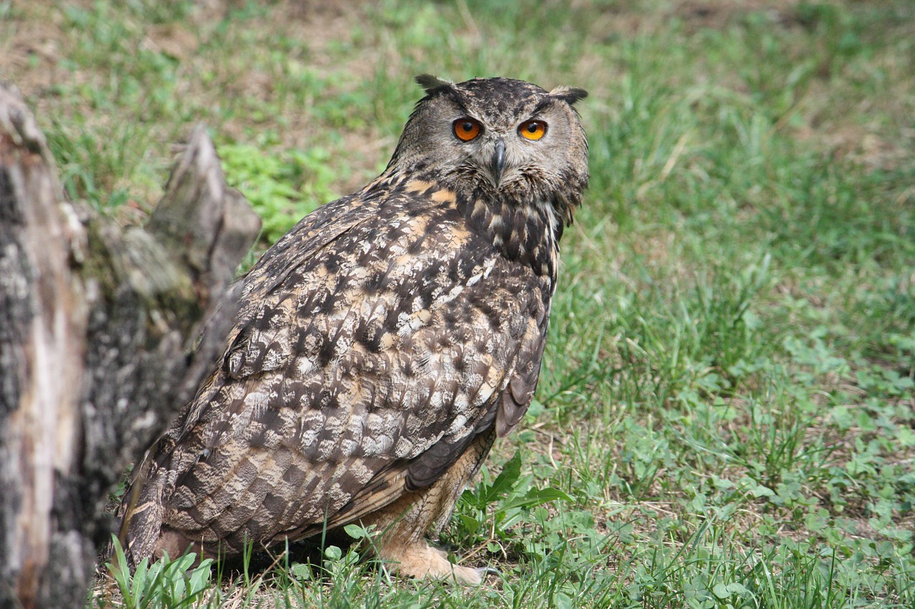 Pourquoi le hibou est-il un rapace fascinant ?