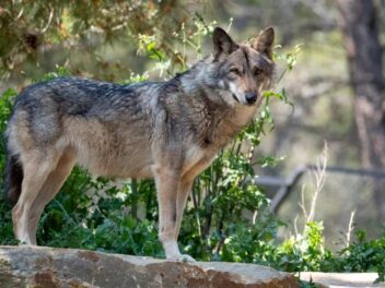 L&rsquo;Europe veut dégainer ses fusils : le loup pourrait perdre sa protection et se faire massacrer