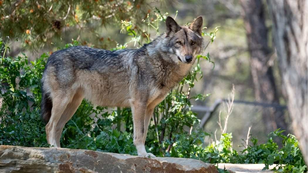 L&rsquo;Europe veut dégainer ses fusils : le loup pourrait perdre sa protection et se faire massacrer