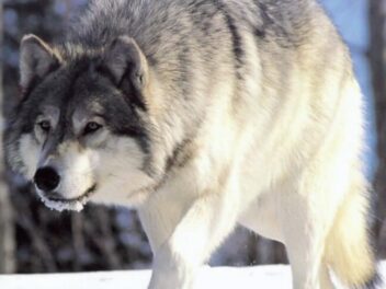 La face cachée des loups : Découvrez pourquoi ces prédateurs mystérieux sont en train de disparaître