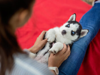 110 noms de chiens commençant par la lettre A pour 2025