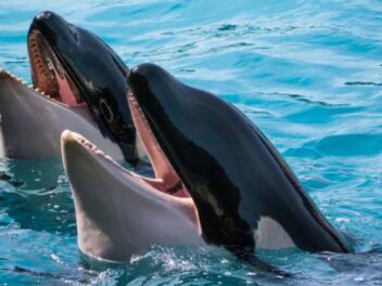 Les orques dévoilent leur terrifiante technique secrète pour attaquer les plus gros requins du monde !
