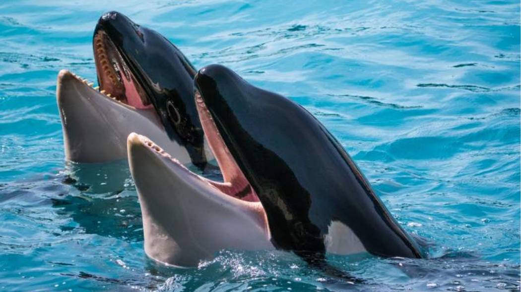 Les orques dévoilent leur terrifiante technique secrète pour attaquer les plus gros requins du monde !