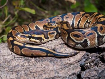Elle ouvre son garage et fait une rencontre terrifiante : ce qui tombe du plafond va vous glacer le sang !