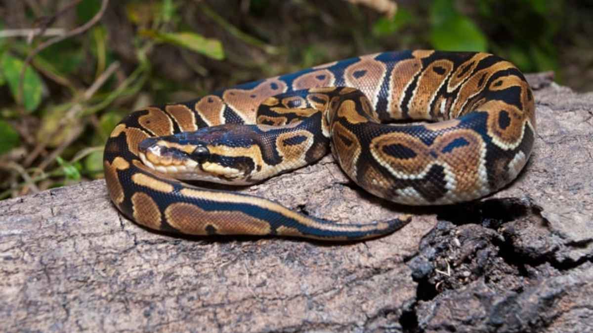 Elle ouvre son garage et fait une rencontre terrifiante : ce qui tombe du plafond va vous glacer le sang !