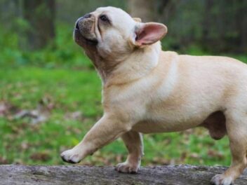 Le teckel détrône le bulldog français : découvrez le nouveau chien favori des Parisiens !