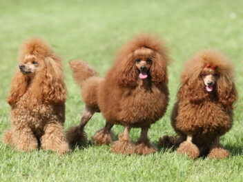 Top 22 des races de chiens français