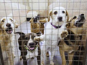 Une femme âgée appelle un refuge pour ses « quelques » animaux : les bénévoles découvrent plus de 50 pensionnaires !
