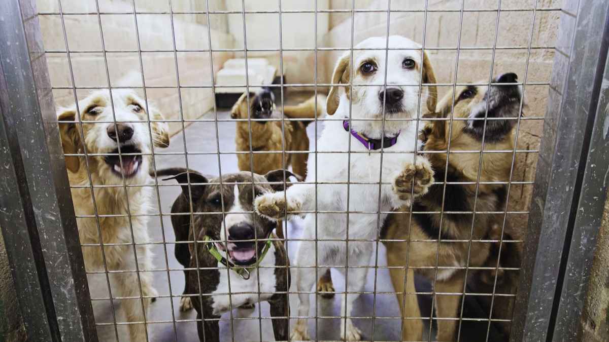 Une femme âgée appelle un refuge pour ses « quelques » animaux : les bénévoles découvrent plus de 50 pensionnaires !