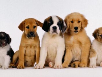 Ces salons d&rsquo;animaux scandalisent la SPA… La raison va vous révolter !