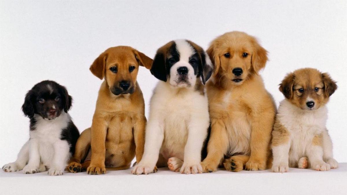 Ces salons d’animaux scandalisent la SPA… La raison va vous révolter !