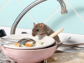 Chassez les souris de votre maison avec cette épice miracle que vous avez déjà dans votre cuisine !