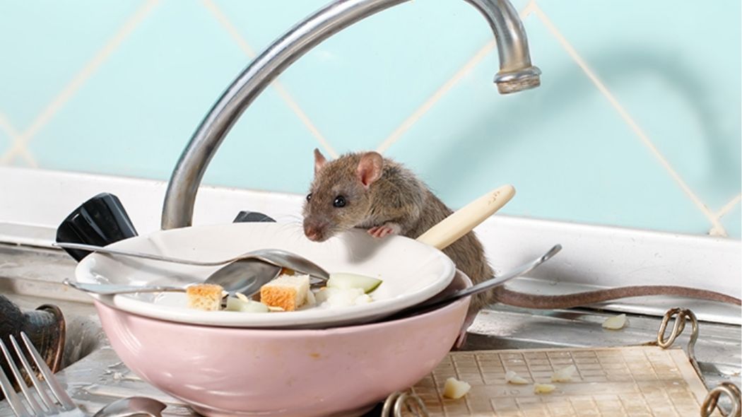 Chassez les souris de votre maison avec cette épice miracle que vous avez déjà dans votre cuisine !