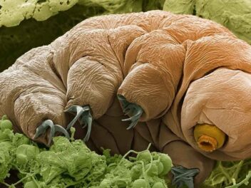 Cette créature microscopique pourrait révolutionner l&rsquo;exploration spatiale : les scientifiques font une découverte majeure