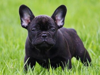 Vol de chiens : l&rsquo;inquiétant business qui explose en France, découvrez si votre race est ciblée !