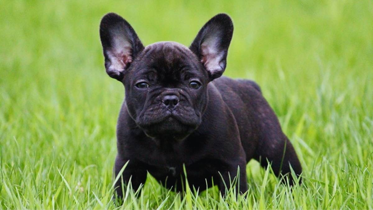 Vol de chiens : l&rsquo;inquiétant business qui explose en France, découvrez si votre race est ciblée !