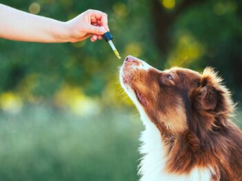 Le CBD est-il une solution naturelle pour apaiser l’anxiété chez les animaux ?