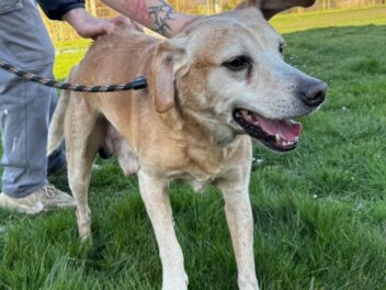 Deux chiens sauvés de l&rsquo;horreur : plongée dans l&rsquo;atrocité de la maltraitance animale