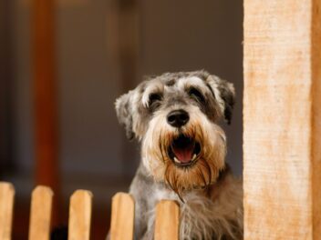 Mon chien aboie, je veux comprendre pourquoi et maximiser son bien-être