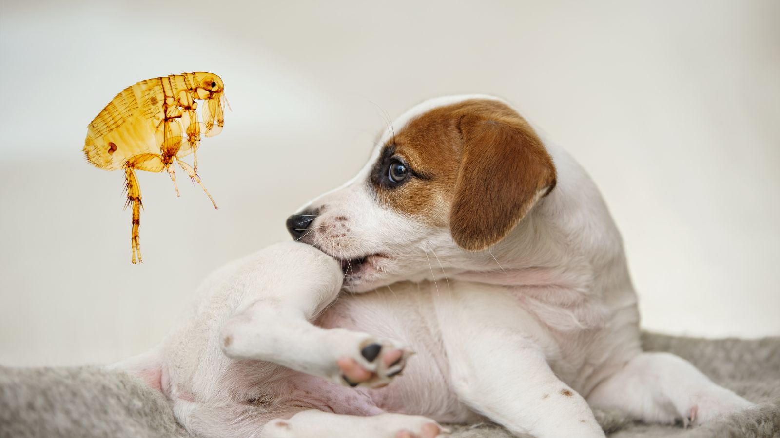 Éradiquez les puces de votre chien – Guide complet et solutions efficaces