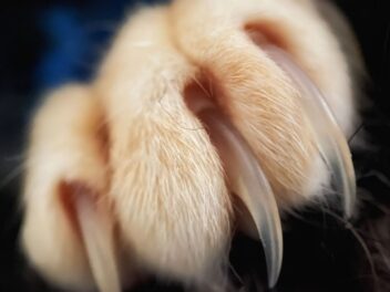 Top 5 des races de chats les plus susceptibles d’être agressives