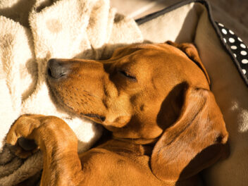 Pourquoi prendre une assurance pour chien ?